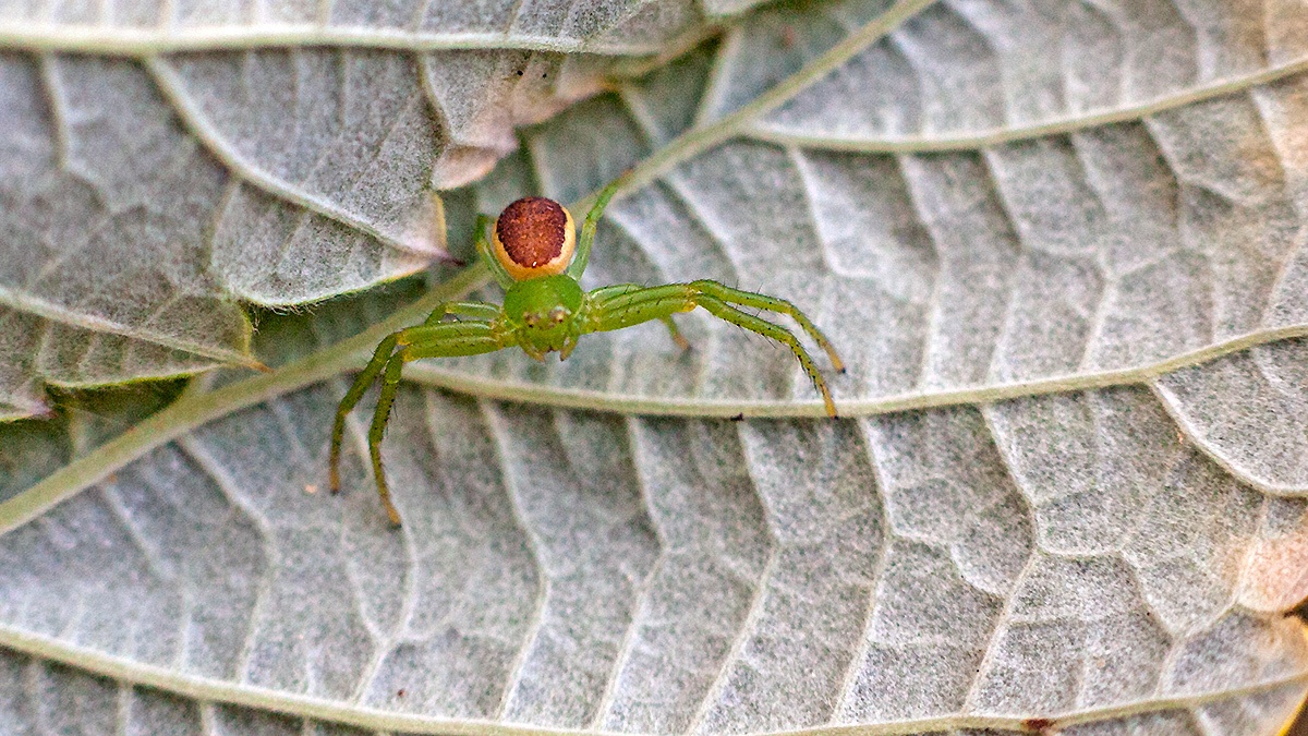 Green Crab Spider [Diaea dorsata]
