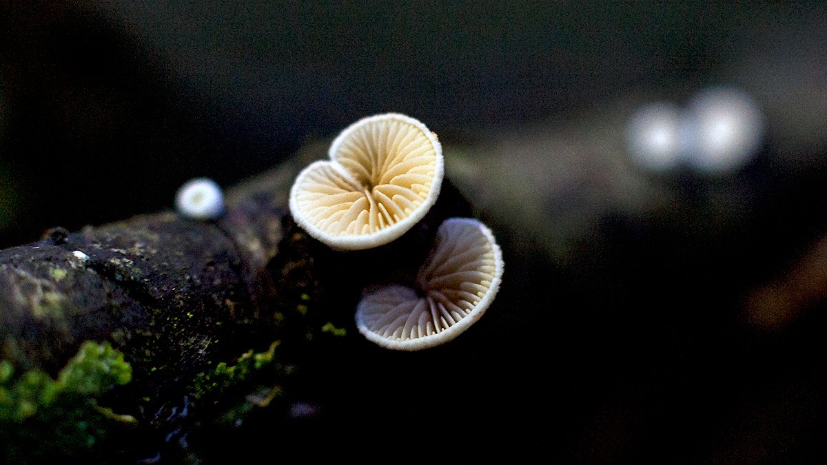 Miller's Oysterling [Clitopilus hobsonii?]
