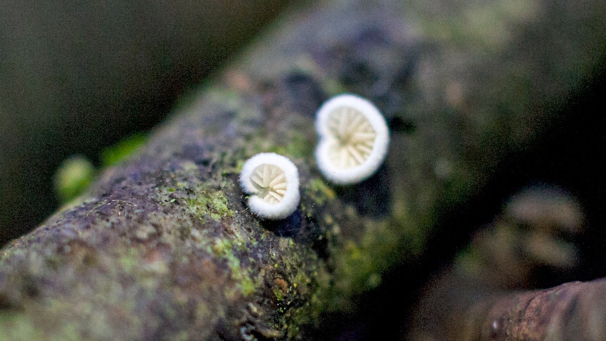 Miller's Oysterling [Clitopilus hobsonii?]
