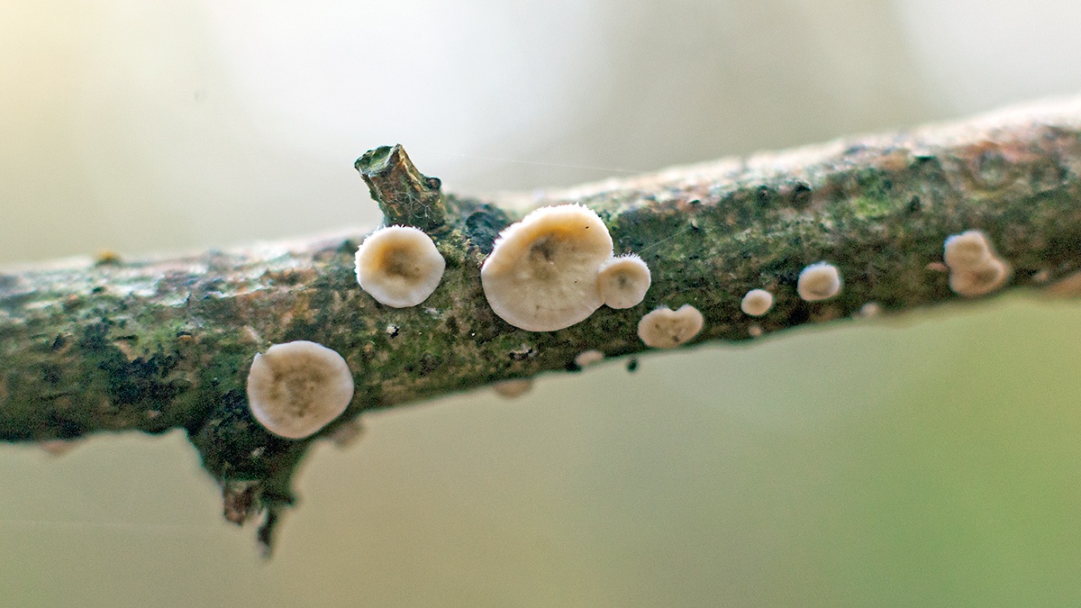 fungus [unidentified]