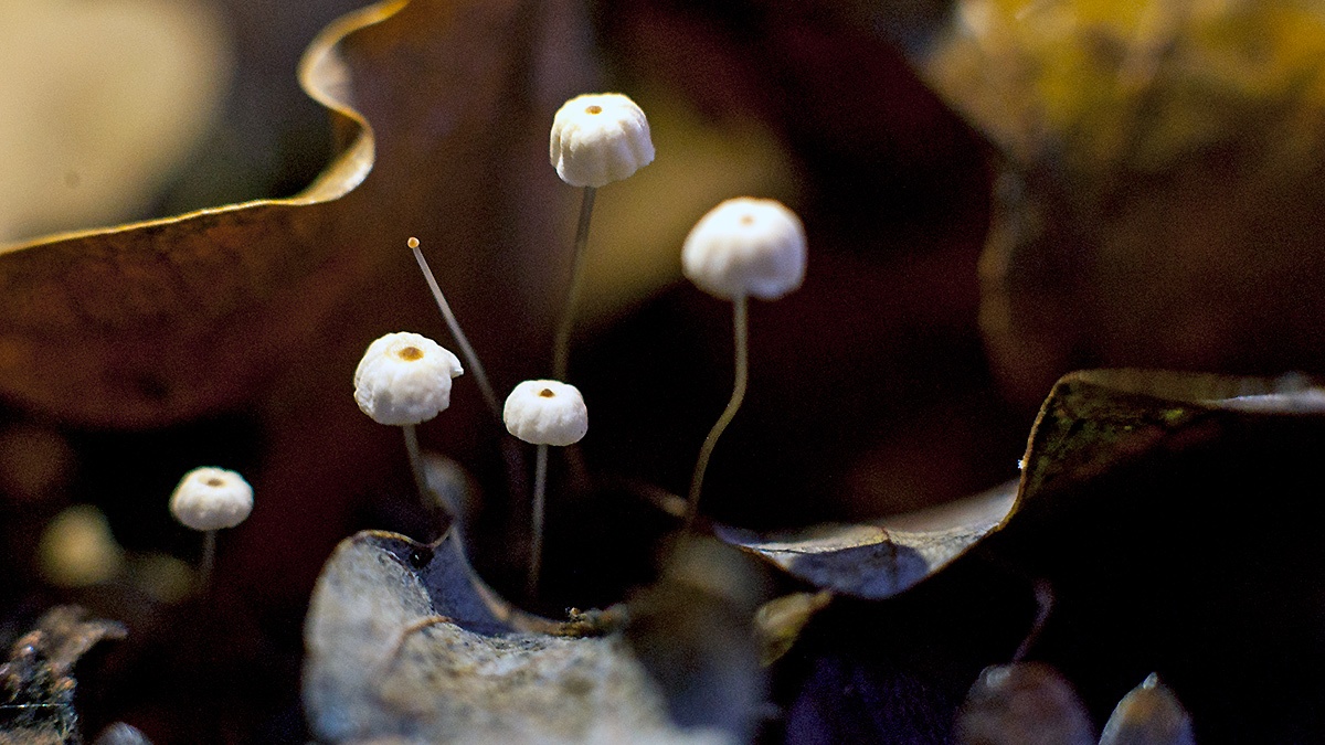 fungus [Marasmius sp.]