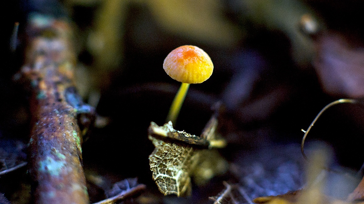 Orange Bonnet [Mycena acicula]