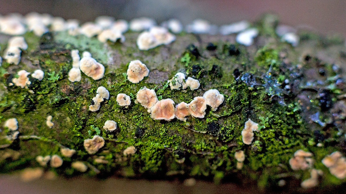 crust fungus
