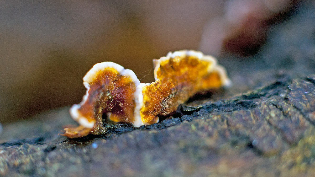 Hairy Curtain Crust [Stereum hirsutum]