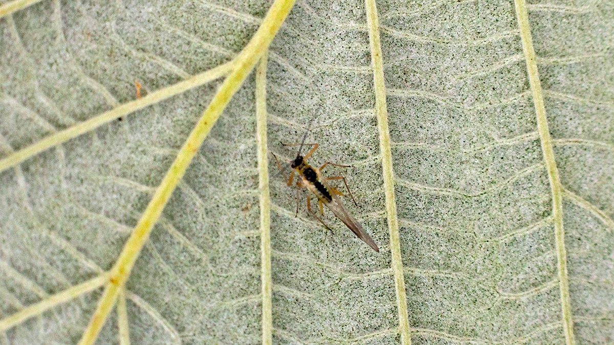 Common Sycamore Aphid [Drepanosiphum platanoidis]