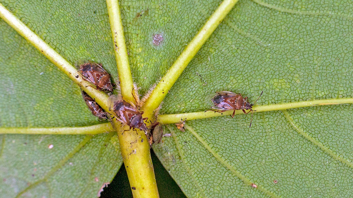Birch Catkin Bug [Kleidocerys resedae]