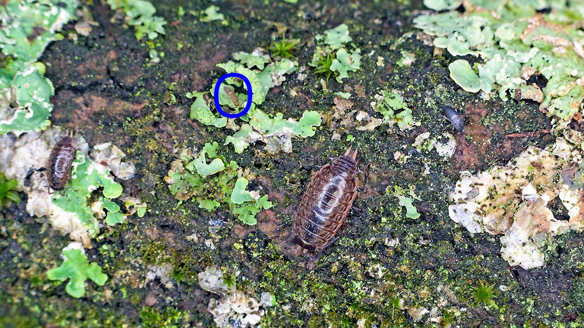 Common Striped Woodlouse [Philoscia muscorum]