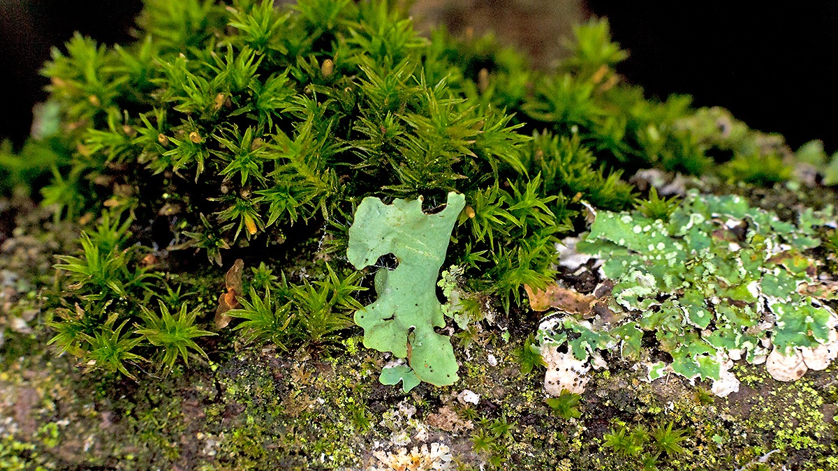 Cypress-leaved Plaitmoss [Hypnum cupressiforme ?]