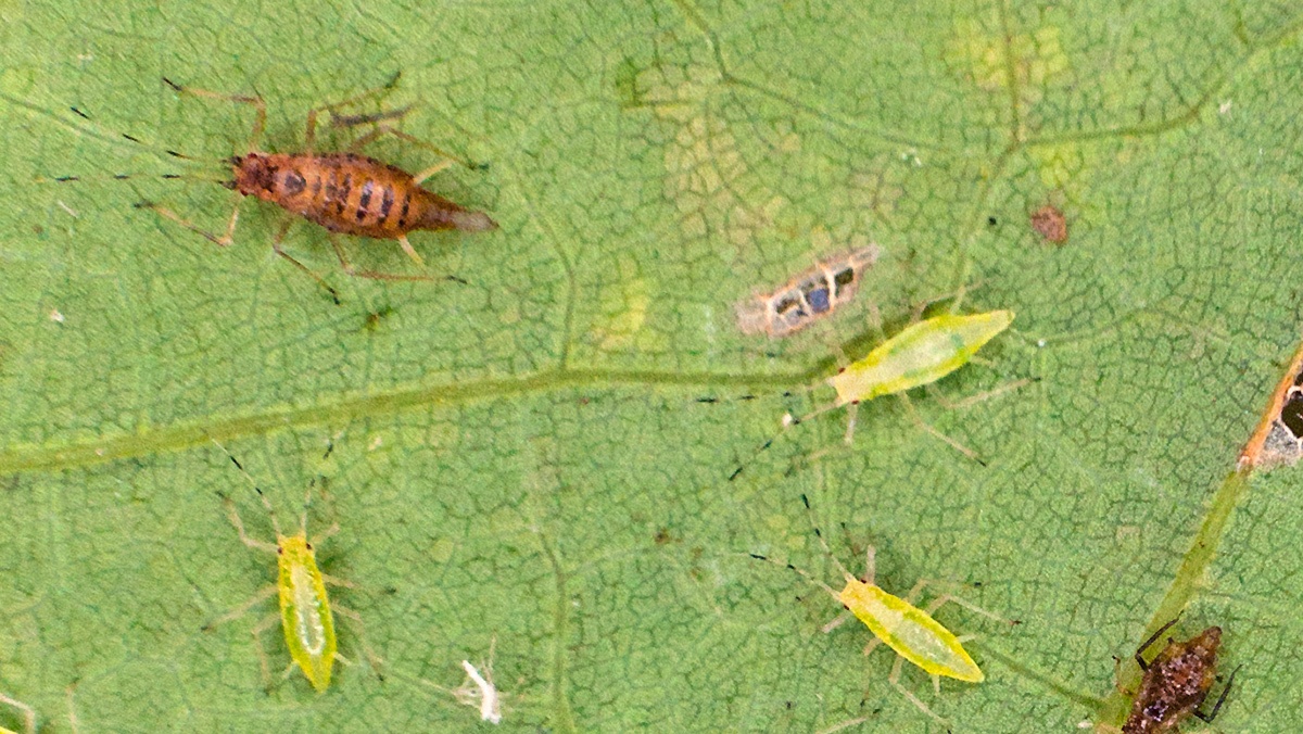 Common Sycamore Aphid [Drepanosiphum platanoidis]