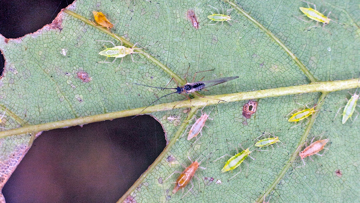 Common Sycamore Aphid [Drepanosiphum platanoidis]