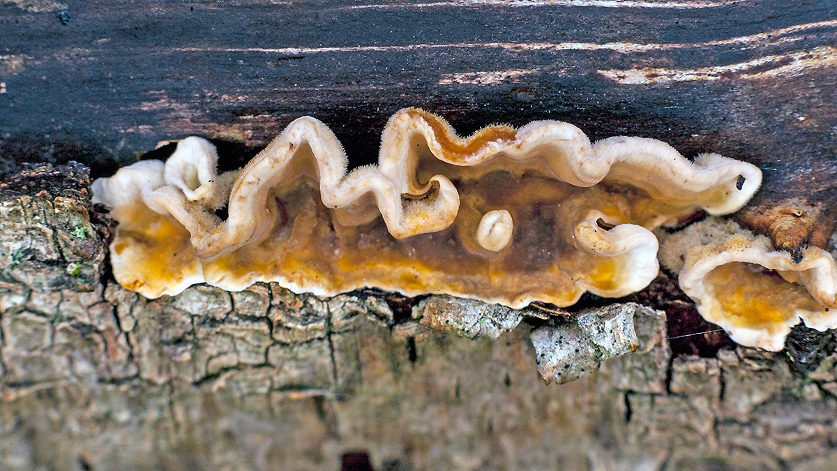 Hairy Curtain Crust [Stereum hirsutum?]