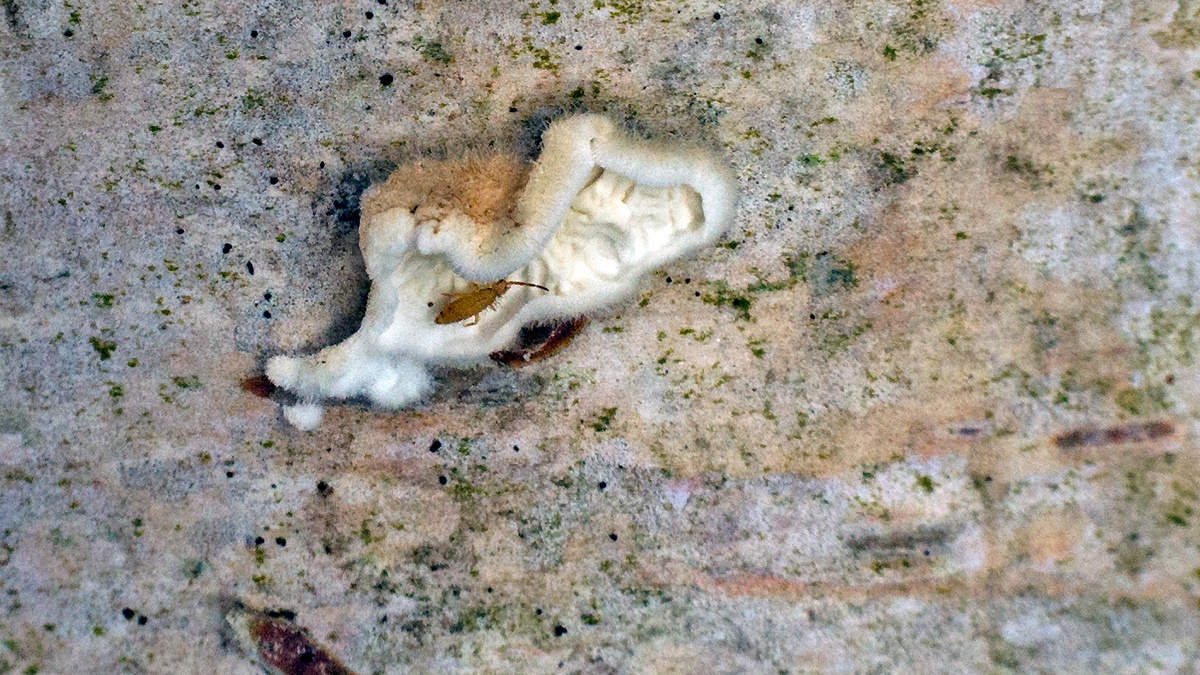 slender springtail [Entomobrya nicoleti ?]