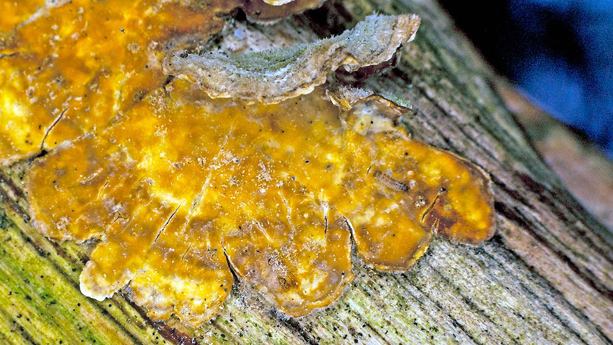 Hairy Curtain Crust [Stereum hirsutum]