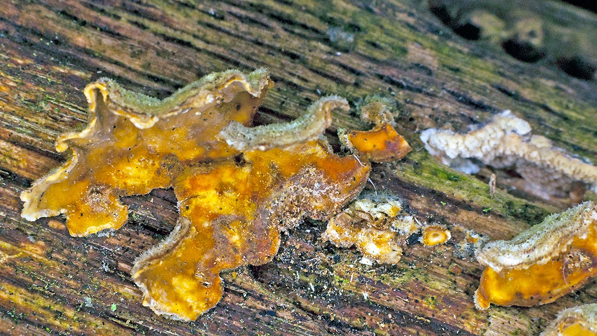 Hairy Curtain Crust [Stereum hirsutum]