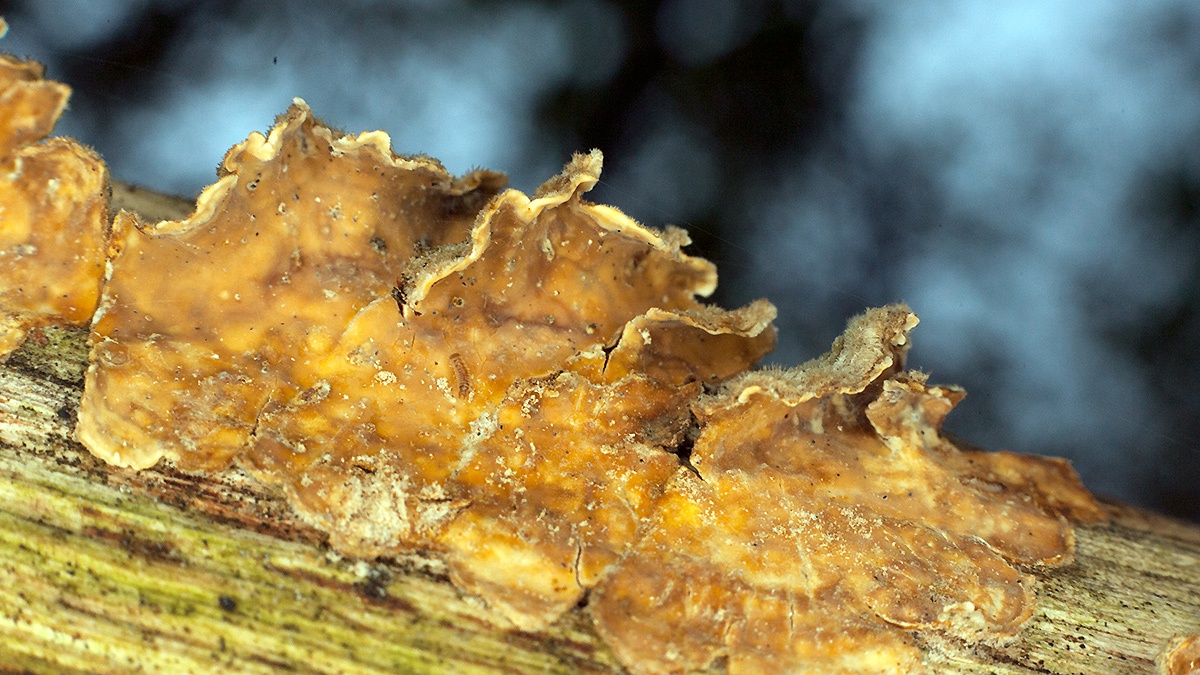 Hairy Curtain Crust [Stereum hirsutum]