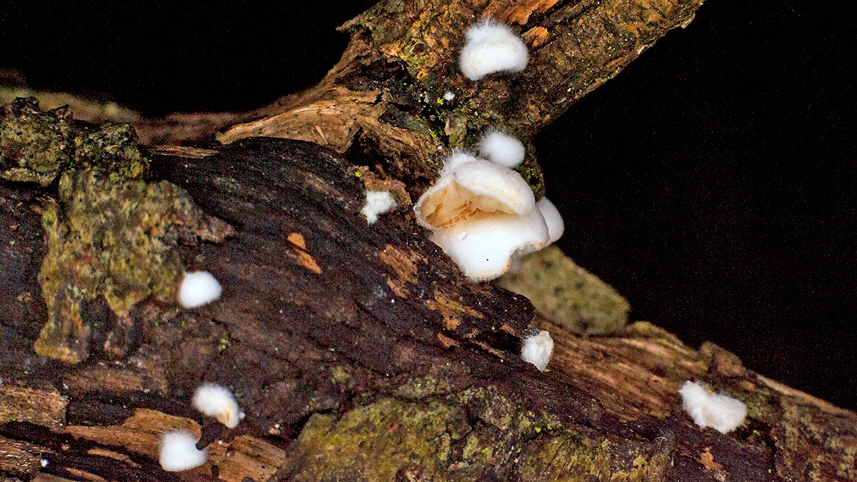 fungus [unidentified]
