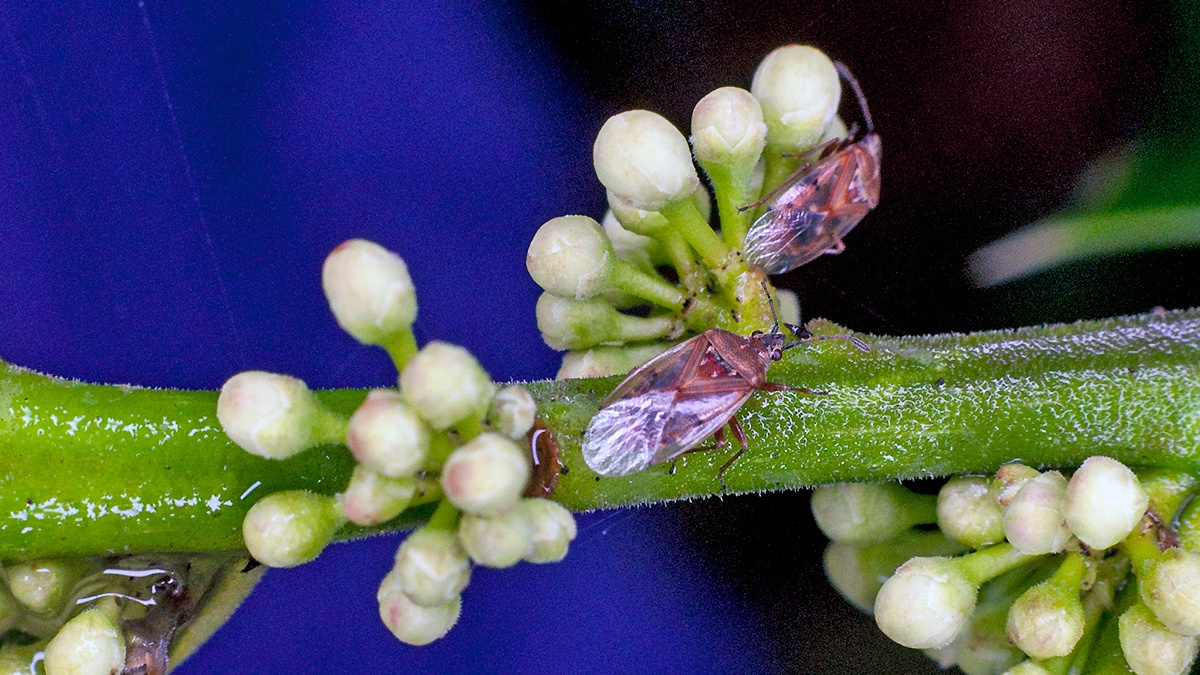 Birch Catkin Bug [Kleidocerys resedae]