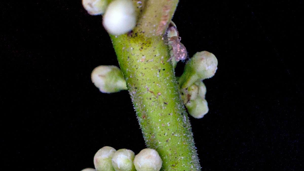 globular springtail [unidentified]