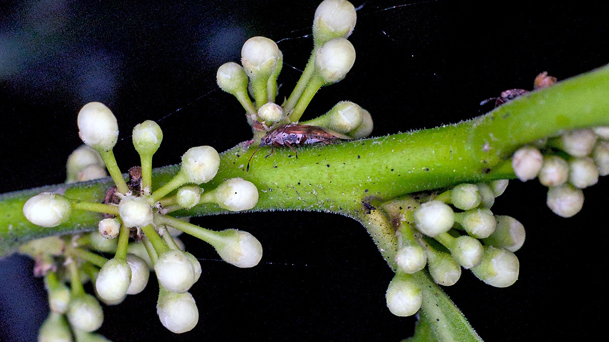 Birch Catkin Bug [Kleidocerys resedae]