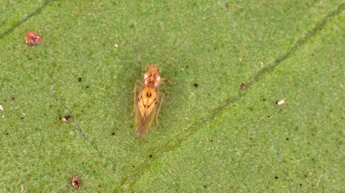 plant louse [unidentified]