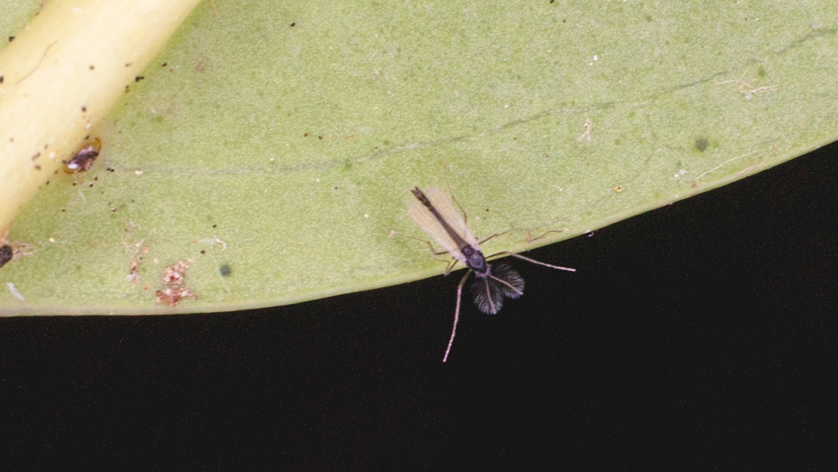 non-biting midge [unidentified]