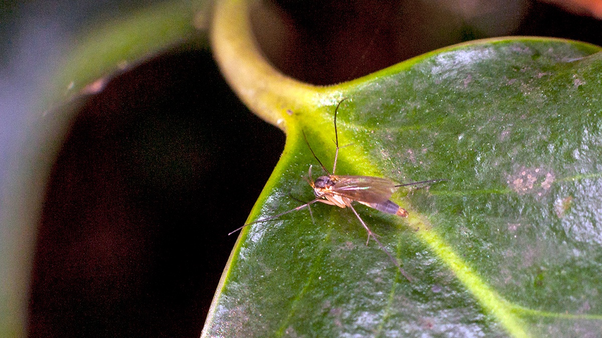 fungus gnat [unidentified]