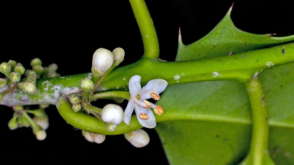 Holly [Ilex aquifolium]