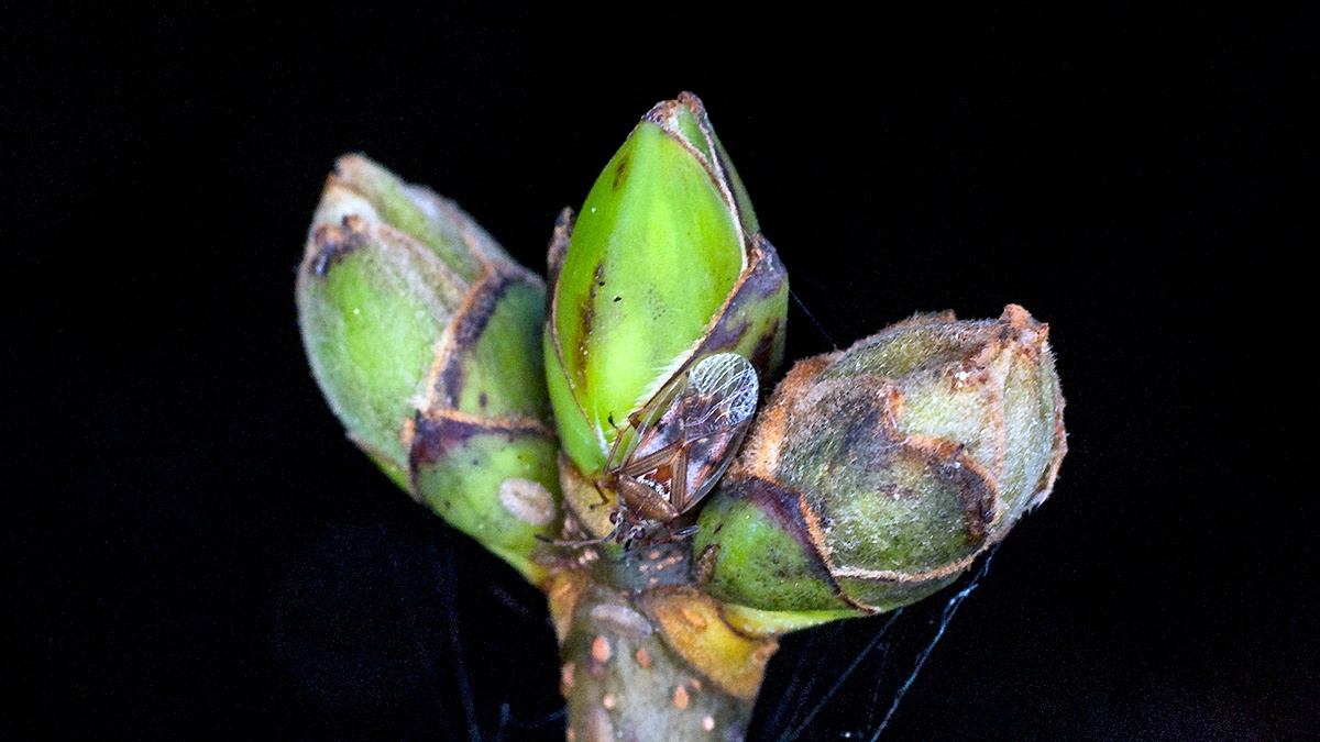 Birch Catkin Bug [Kleidocerys resedae]