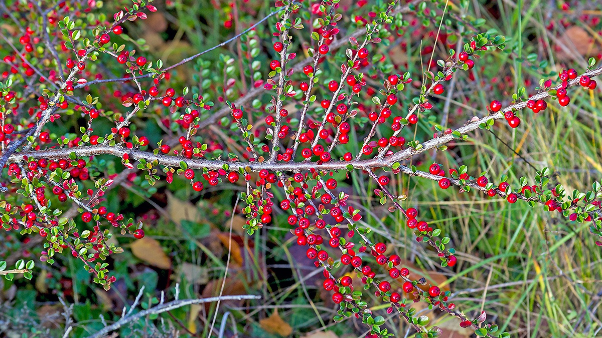 Wall Cotoneaster [Cotoneaster horizontalis]