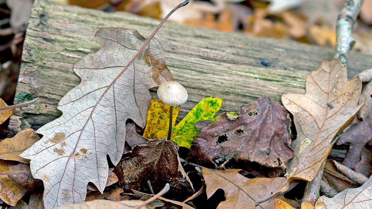 mushroom [unidentified]