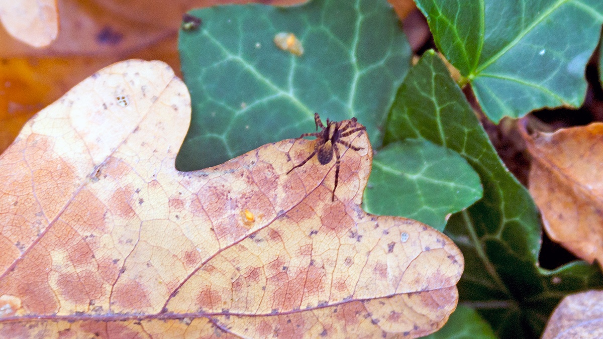 wolf spider [Pardosa saltans?]