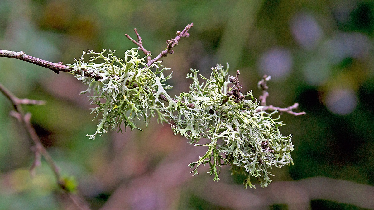 Oakmoss [Evernia prunastri]