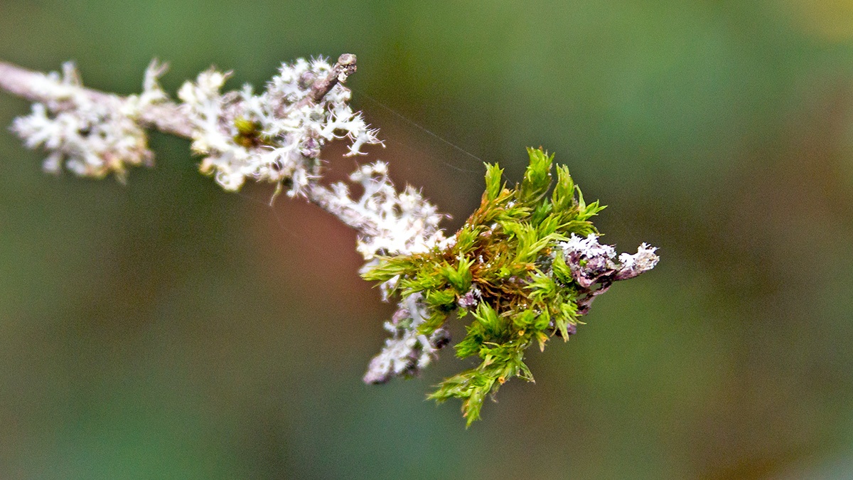 moss [unidentified]