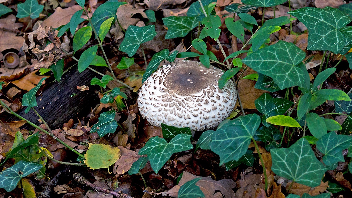 parasol mushroom