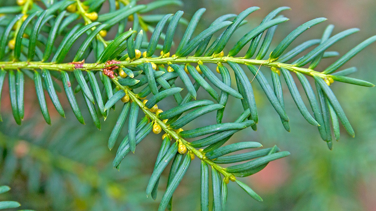 English Yew [Taxus baccata]