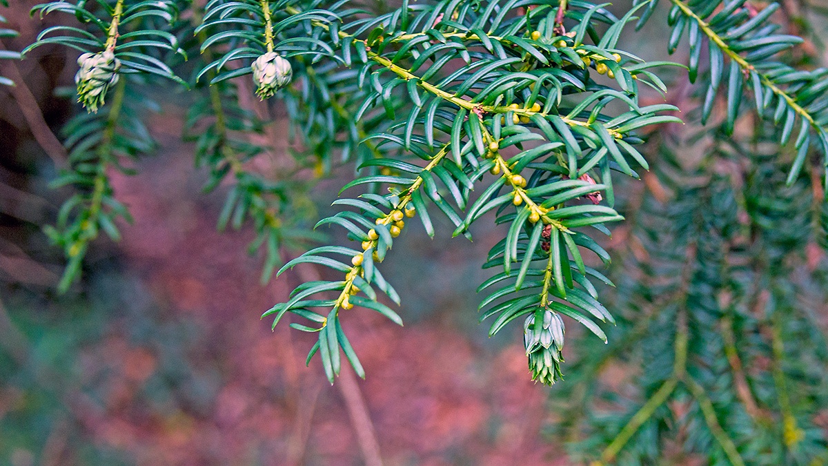 Yew Gall Midge [Taxomyia taxi]