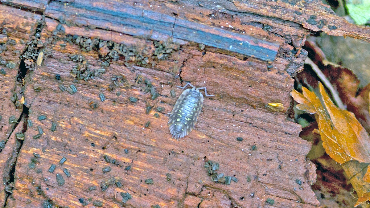Common Shiny Woodlouse [Oniscus asellus]