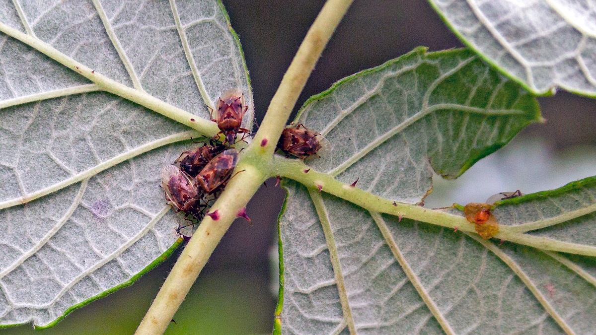 Birch Catkin Bug [Kleidocerys resedae]
