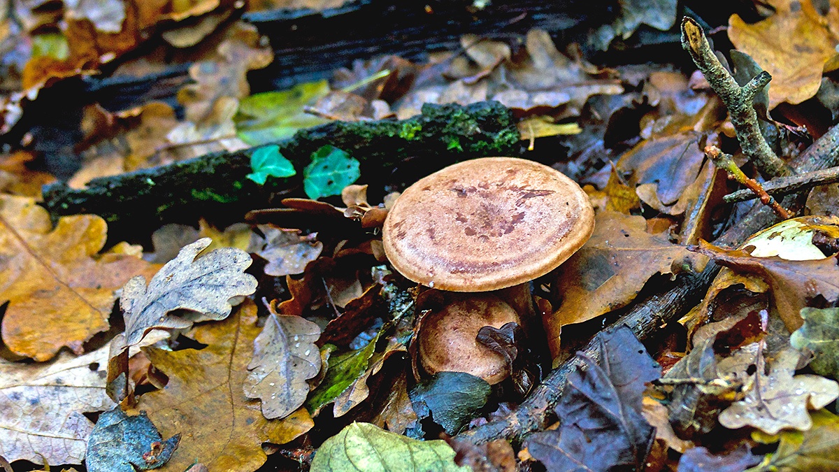 fungus [unidentified]