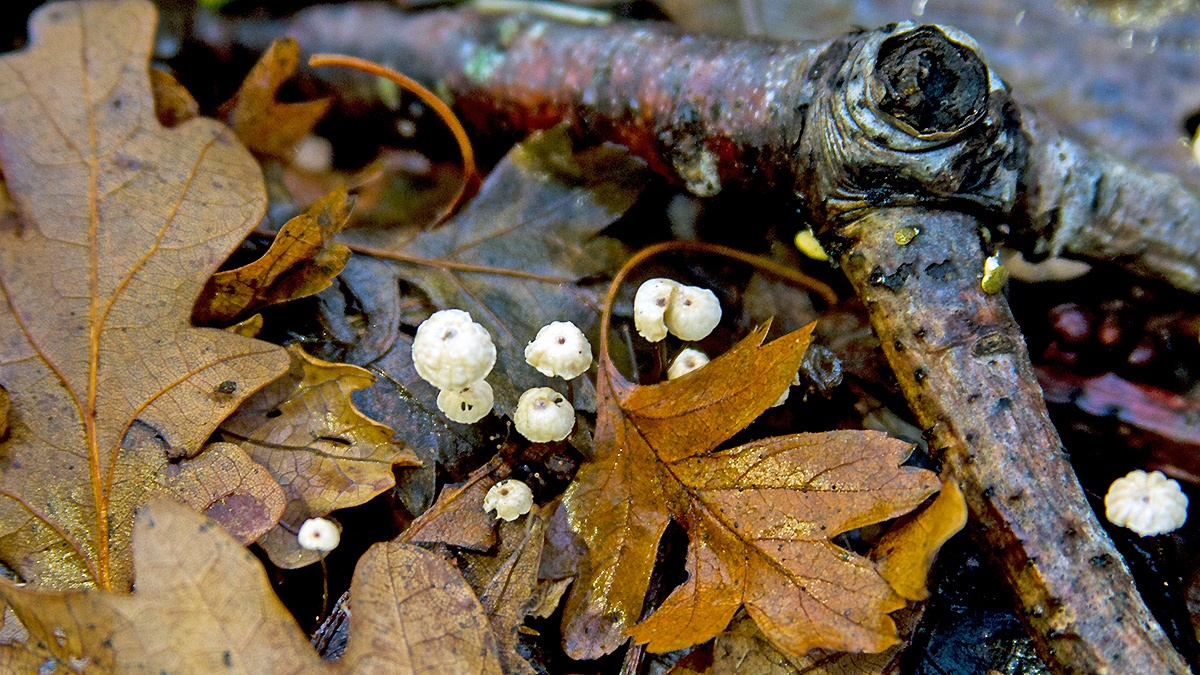 fungus [Marasmius sp.]