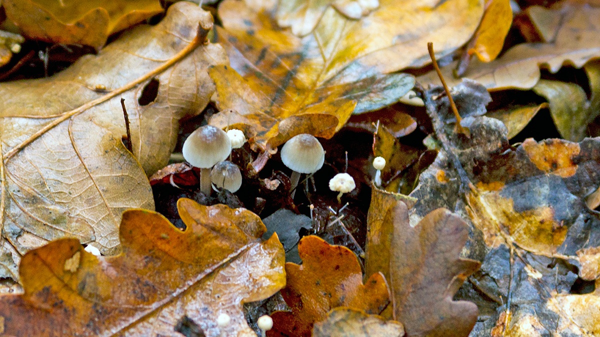 fungus [Marasmius sp.]