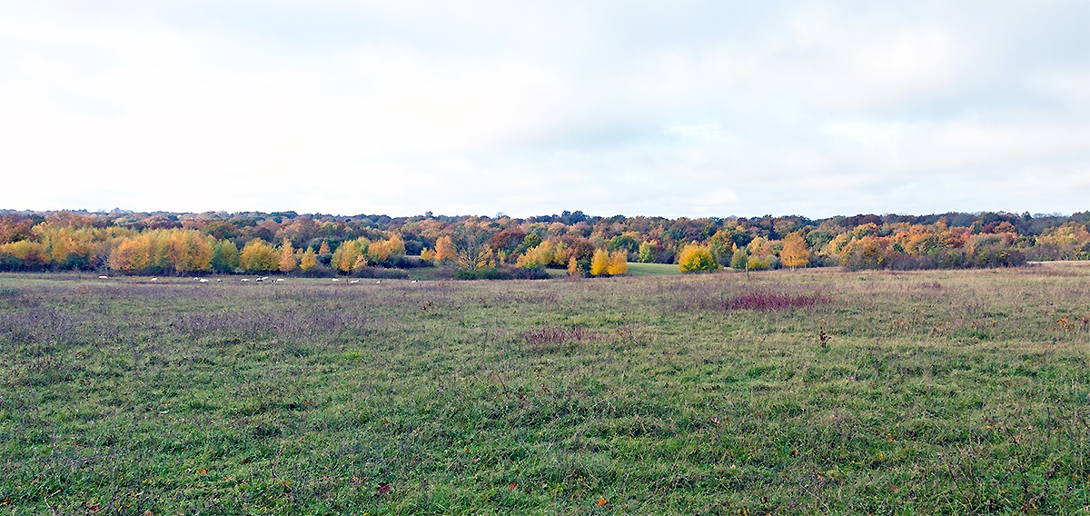Autumnal scene on Banstead Downs
