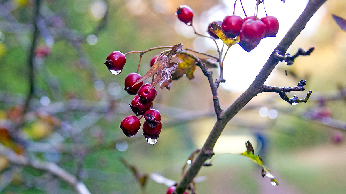 Common Hawthorn [Crataegus monogyna]