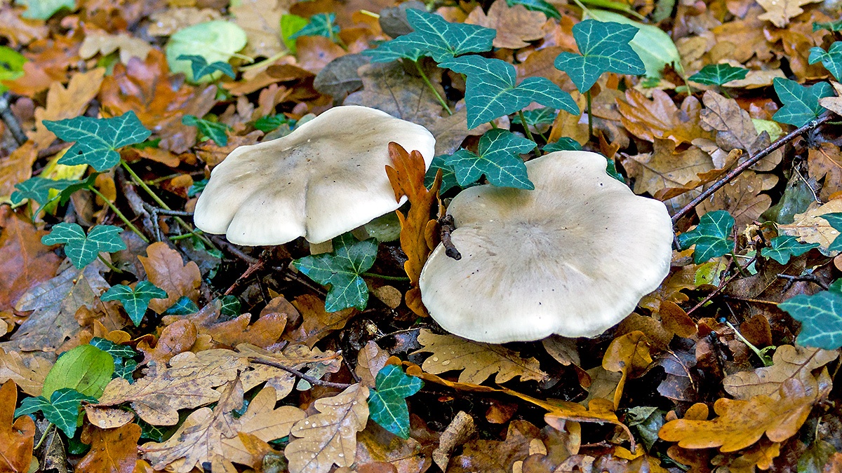 agaric mushroom