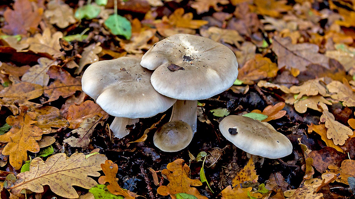 agaric mushroom