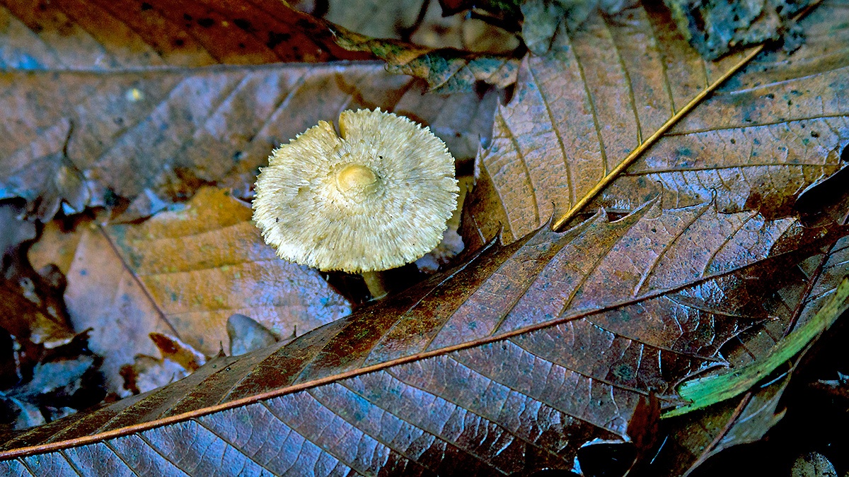 fungus [unidentified]