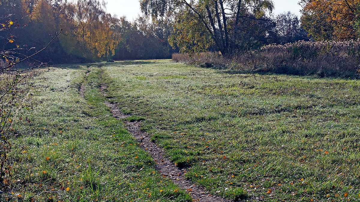 Heavy autumn dew on Banstead Downs
