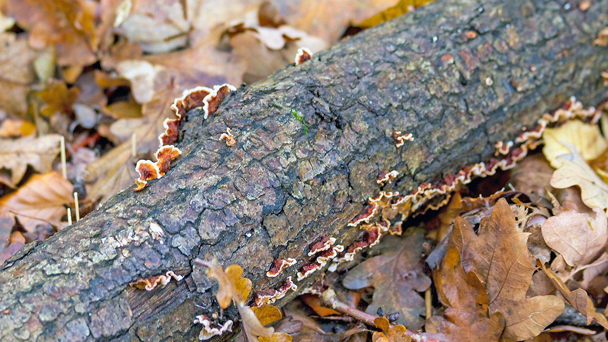 Hairy Curtain Crust [Stereum hirsutum]