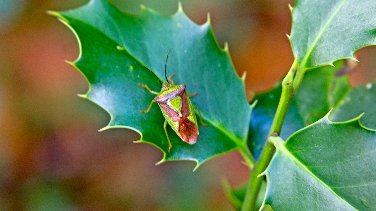 Hawthorn Shield Bug [Acanthosoma haemorrhoidale]