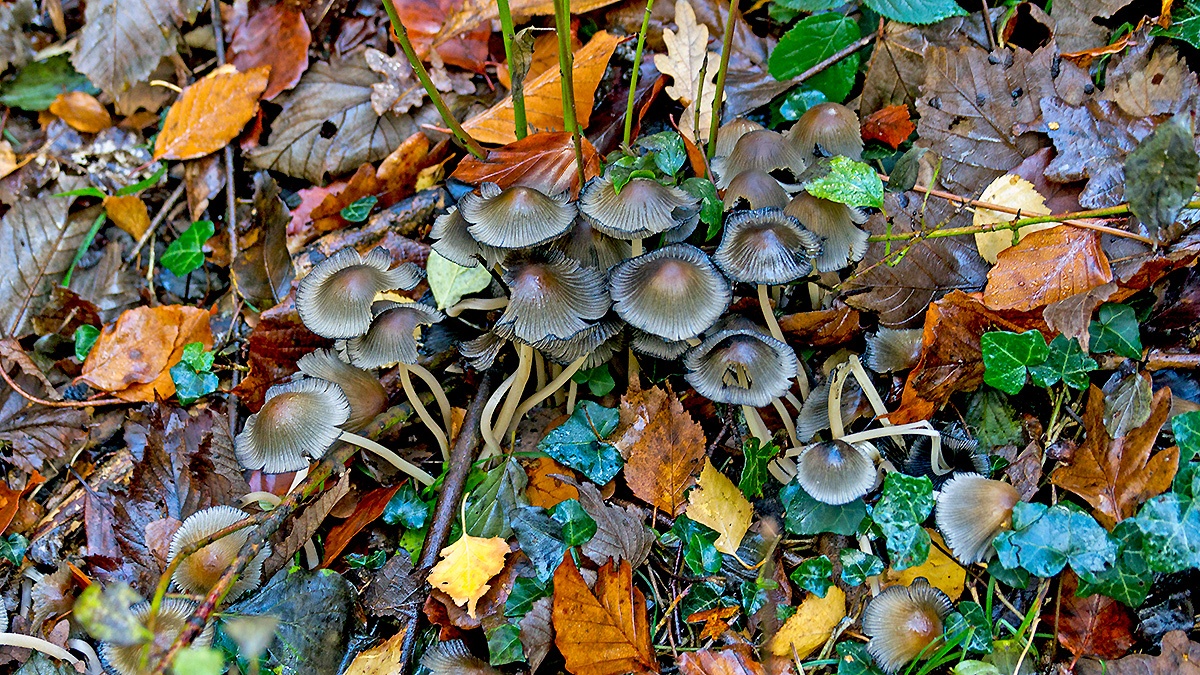 fungus [unidentified]